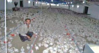 ARGUVANDAKİ TAVUK ÇİFTLİĞİNDE İLK ÜRETİM YAPILDI 