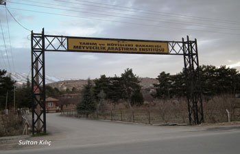  HER AĞAÇ, YERİNDE YETİŞMELİ