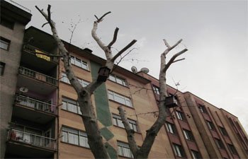 MALATYA BELEDİYESİ, BUDADIĞI AĞAÇLARA KUŞ KONDURACAK