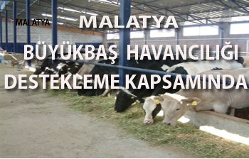 MALATYA BÜYÜKBAŞ HAYVANCILIĞI DESTEKLEME KAPSAMINA ALINDI