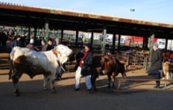 MALATYA MAL PAZARINDA ALICILAR VE SATICILAR MUTLU