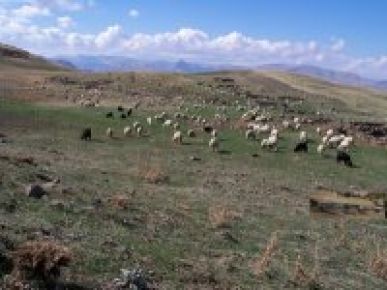 SARIÇİÇEK YAYLASINDA SEZON SORUNLARLA BAŞLADI 