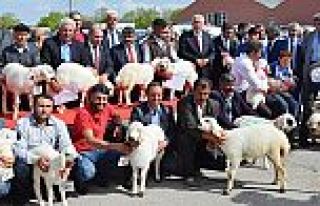 EN GÜZEL KUZU YARIŞMASINDA ARGUVANLI YETİŞTİRİCİNİN...