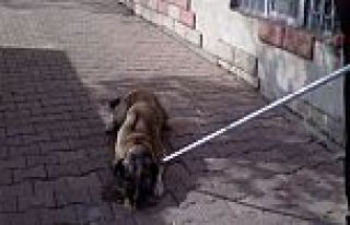ARGUVAN İLÇE MERKEZİNDEKİ SOKAK KÖPEKLERİ TOPLANDI