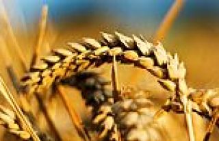 TARIM ADIM ADIM BİTİRİLDİ