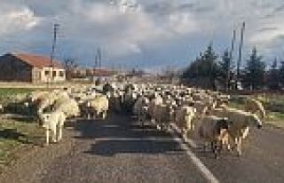 YAYLALARA GÖÇ BAŞLADI 