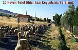 TRAFİK KAZASINDA 20 KÜÇÜKBAŞ HAYVAN TELEF OLDU