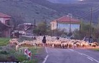 Arguvan’da Yayla Sezonu Başladı