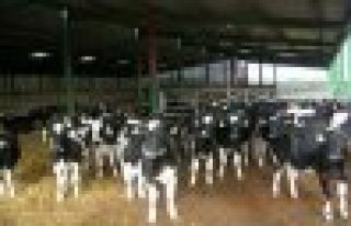 ARGUVANDA 180 ADET HOŞTAİN CİNSİ İNEK DAĞITILDI