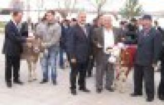ARGUVANLILAR EN GÜZEL KUZU VE BUZAĞI YARIŞMASINDA...