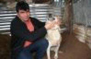 ÇOBAN KÖPEĞİNİ VURAN KİŞİ HAKKINDA SAVCILIĞA...