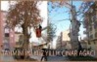 GÜZELLİK BAŞA BELA İMİŞ (İKİ YÜZ YILLIK ÇINAR...