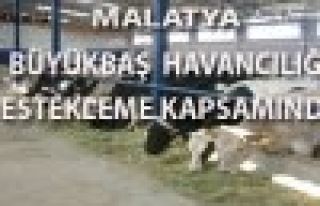 MALATYA BÜYÜKBAŞ HAYVANCILIĞI DESTEKLEME KAPSAMINA...