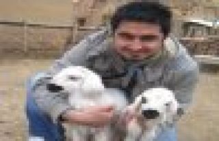 YAMA DAGI ETEKLERİNDE KUZU SESLERİ YÜKSELMEYE BAŞLADI...