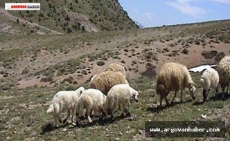 Otlatma Sezonu İçin Mera ve Yaylakların Kiralama İhalesi